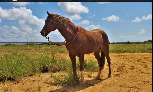 Cavalos