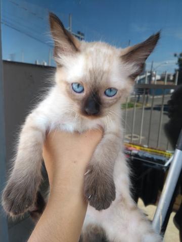 Doação de 2 gatinhos Siameses