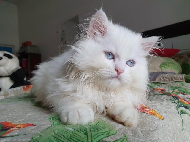 Filhote Persa Macho branco olhos azuis à disposição