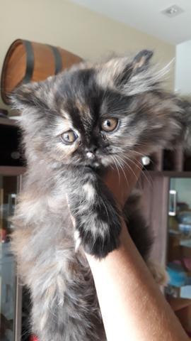 Filhote gato persa (femia)