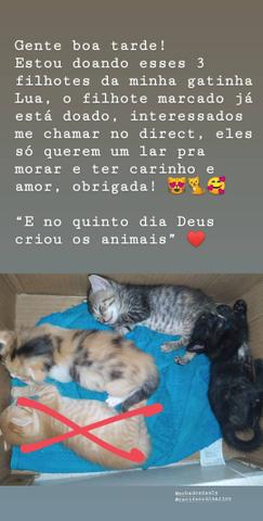 Filhotes de gatos