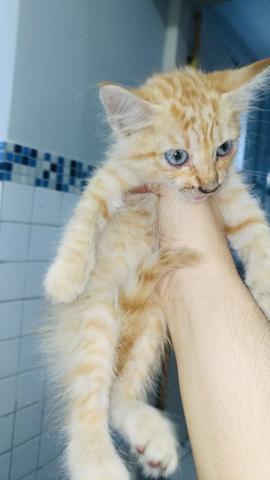 Gatinha laranja do olho azul e super peluda para ADOÇÃO