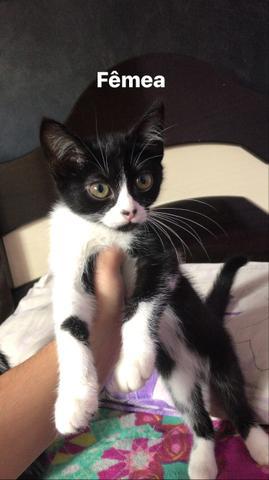 Gatinhos