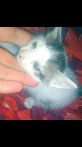 Gato filhote adoção