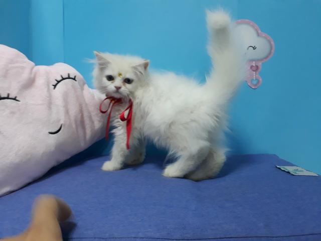 Gato persa fêmea branca com garantia em 10x