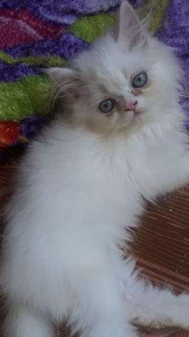 Gato persa macho olhos azuis