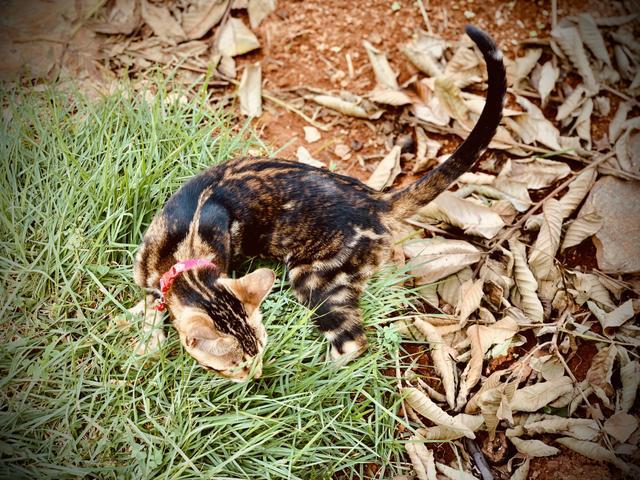 Gatos BENGAL