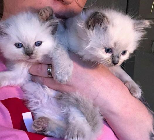 Lindas persinha pet