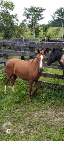 Polda linda. filha de cavalo mestiço quarto de milha