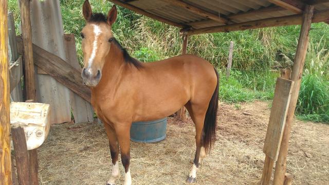 Potra Baía, 2,5 anos no ponto de iniciar a Doma