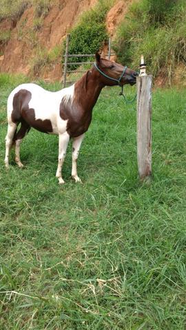 Potra Paint Horse