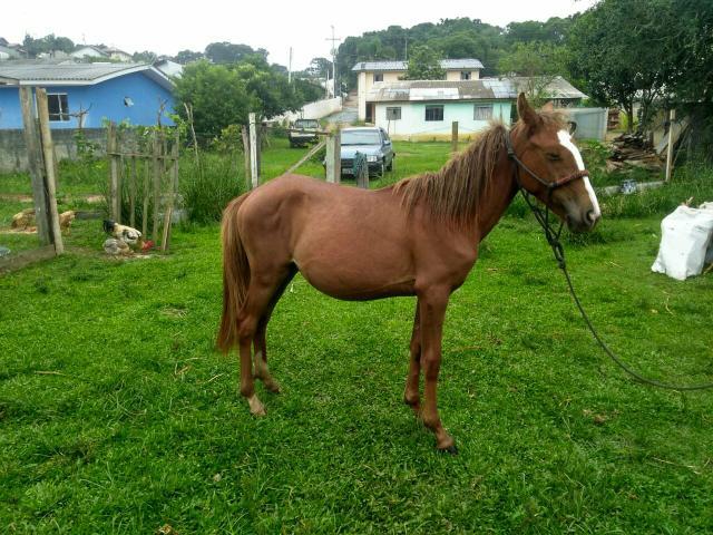 Potra filha pai e mae marchador