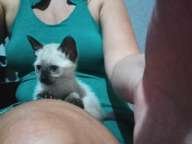 Ultimo gatinho siamês com angorá