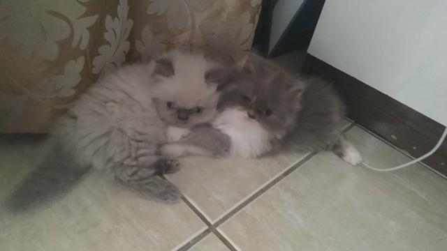 Um lindo casal de gatos persa