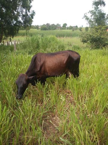 Vacas leiteiras