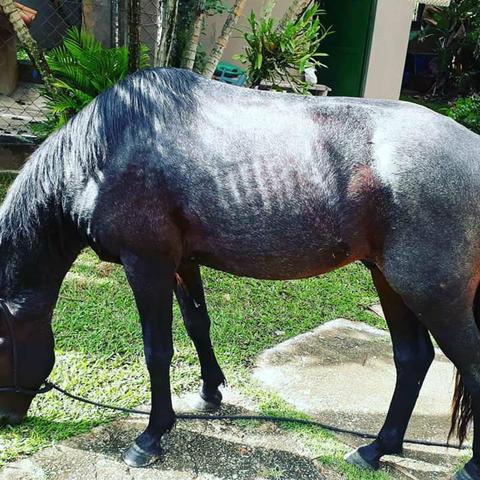 Vende um cavalo