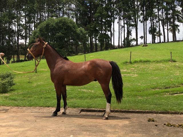 Vendo Potro Crioulo - castrado - 2,4 anos