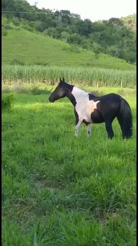 Vendo cavalo