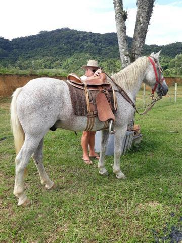 Vendo cavalo bom de montaria