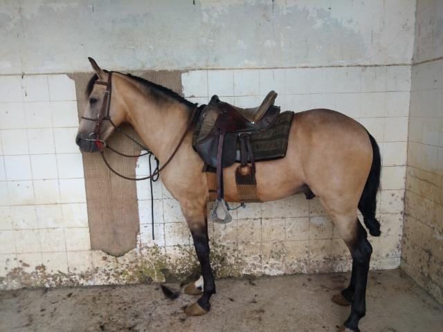 Vendo cavalo mangalarga marchador