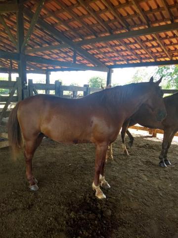 Vendo cavalo quarto de milha 3/4