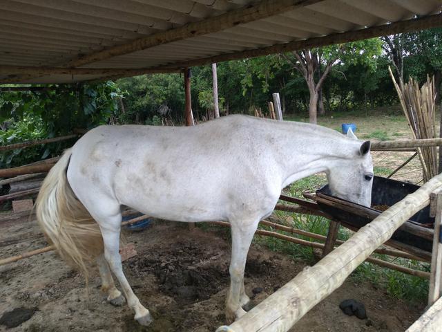 Vendo Égua Registrada BARATO