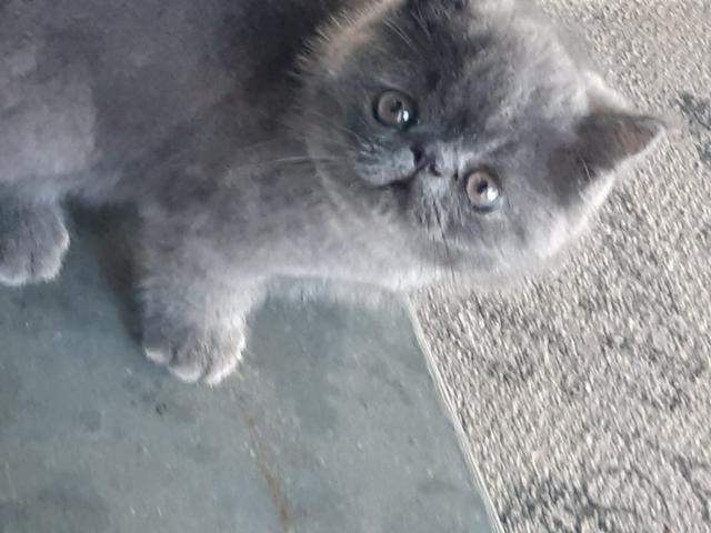 Vendo lindo filhote de gato Persa