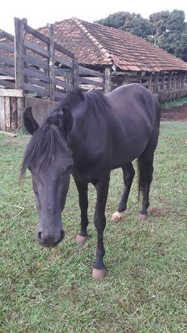 Vendo manga larga 3 anos manso machador lindo