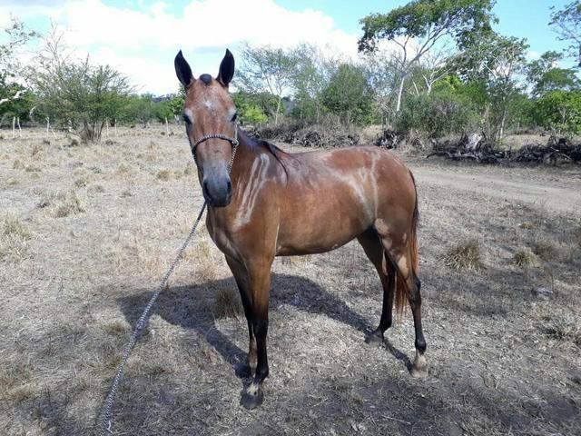 Vendo porda mangalarga