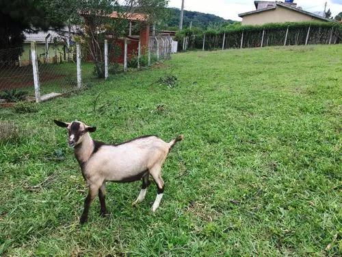 Cabrito De Raça Leitera 5 Meses P/ Reprodutor Não Entrego