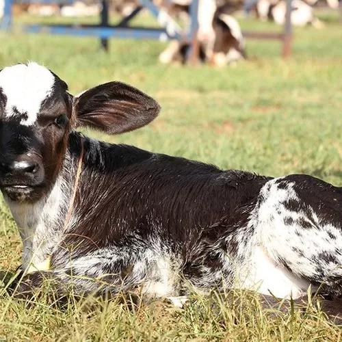 Cria E Recria De Bezerras E Novilhas Leiteiras