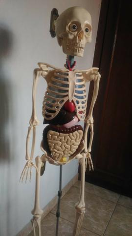 Esqueleto E Órgãos Do Corpo Humano - Anatomia Completa