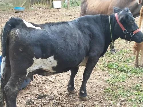 Mini Vacas R$ 3,500 Cada Riacho Grande Sp
