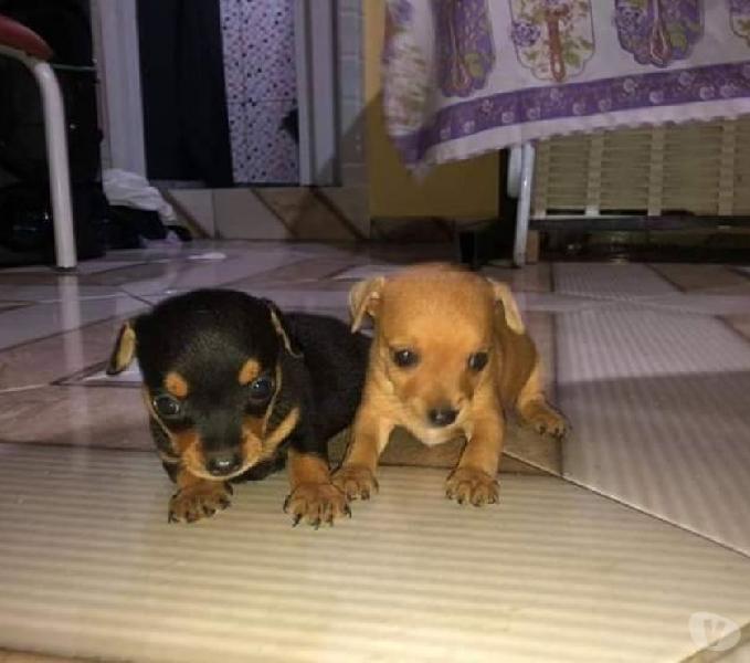 Pinscher Miniatura