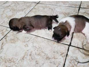 Vendo filhotes lhasa Apso.