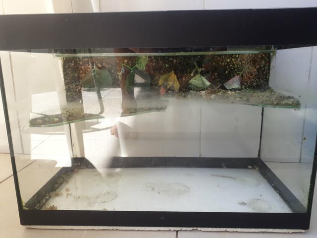 Aquaterrario para tartarugas tigre d'água
