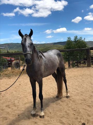 Cavalo Mangalarga Marchador Registrado