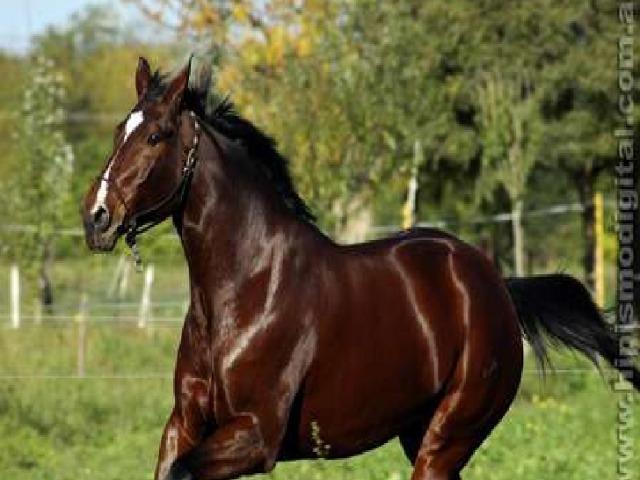 Cavalo Mangalarga marchador garanhao