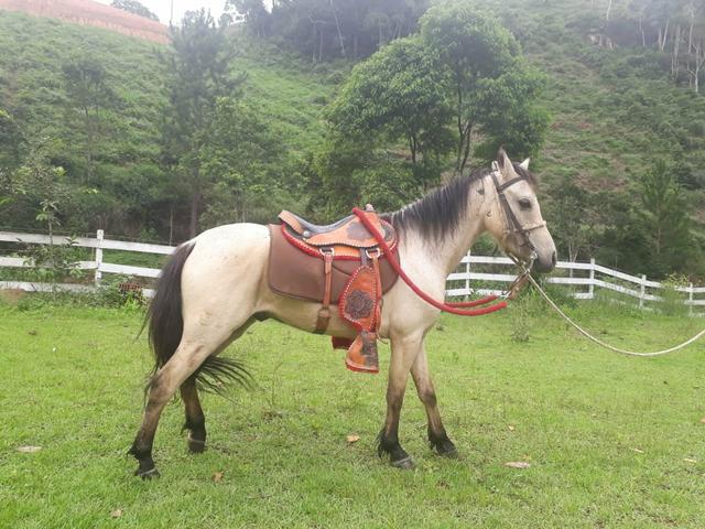 Cavalo Piquira Baio