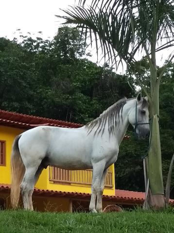 Cavalo _ luxo