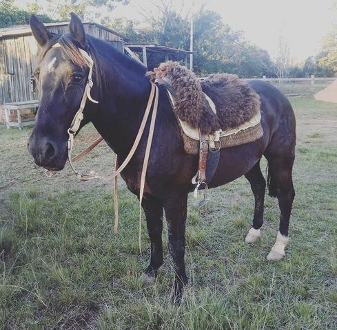 Cavalo de laço