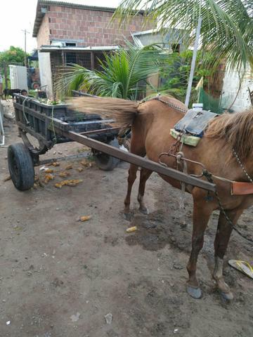 Cavalo encarrosada