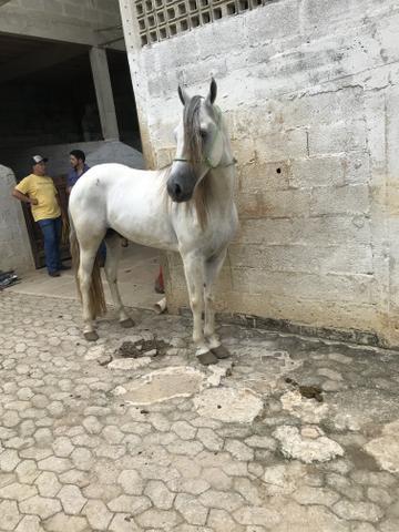 Cavalo mangalarga marchador