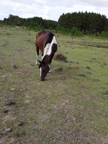 Cavalo marchador