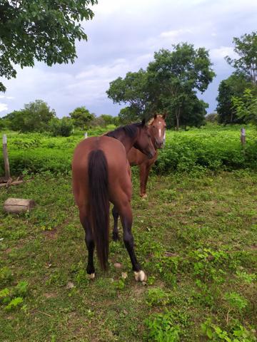 Cavalo quarto de milhar pastor, 4 anos de idade