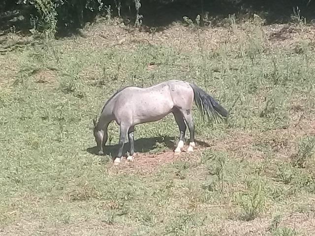 Cavalo rosilho