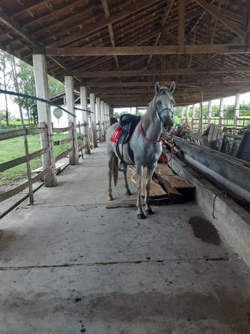 Cavalos Margalarga Marchador