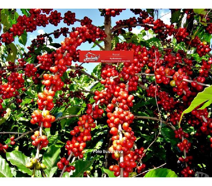 Fazenda de café em Minas Gerais Alfenas plantando