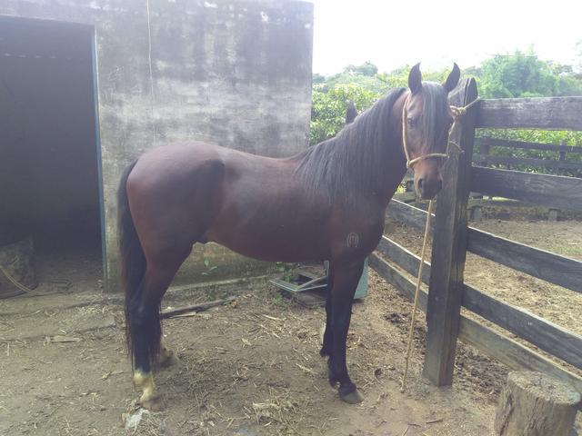 Lindo cavalo super docil