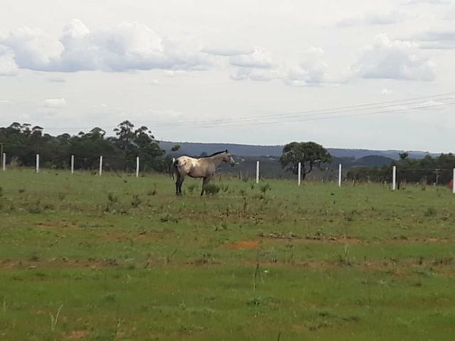 R$3.000 appaloosa barato